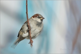 <p>VRABEC DOMÁCÍ (Passer domesticus) /House sparrow – Hausperling/</p>